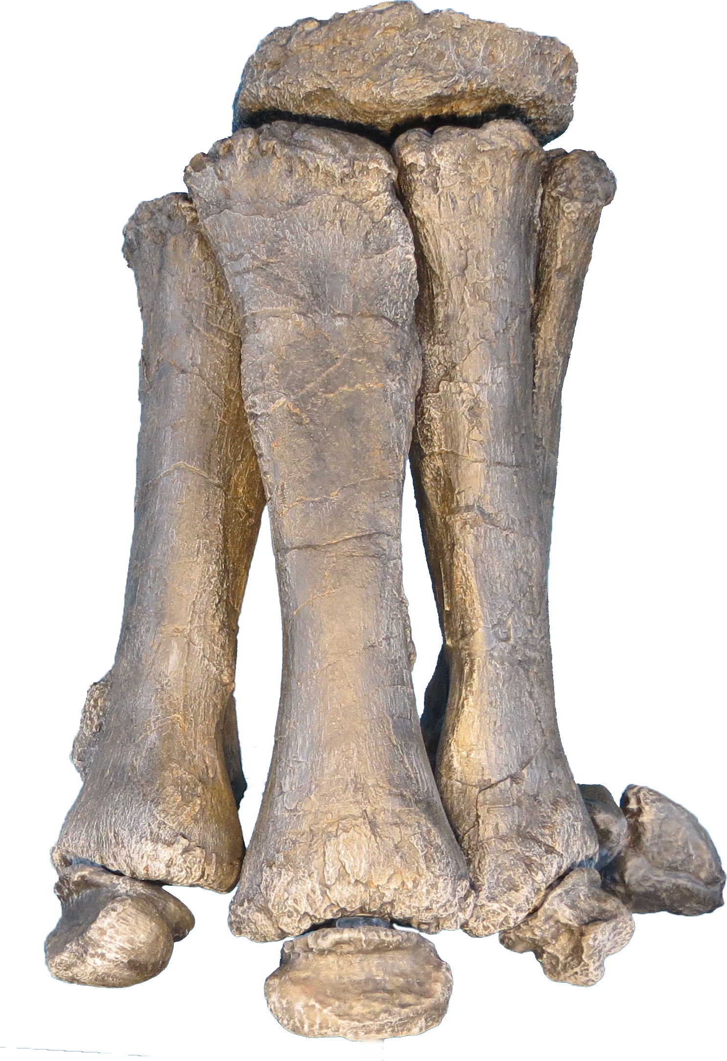 Brachiosaurus Altithorax - Brachiosaurus Foot Skeleton (1485x2169), Png Download