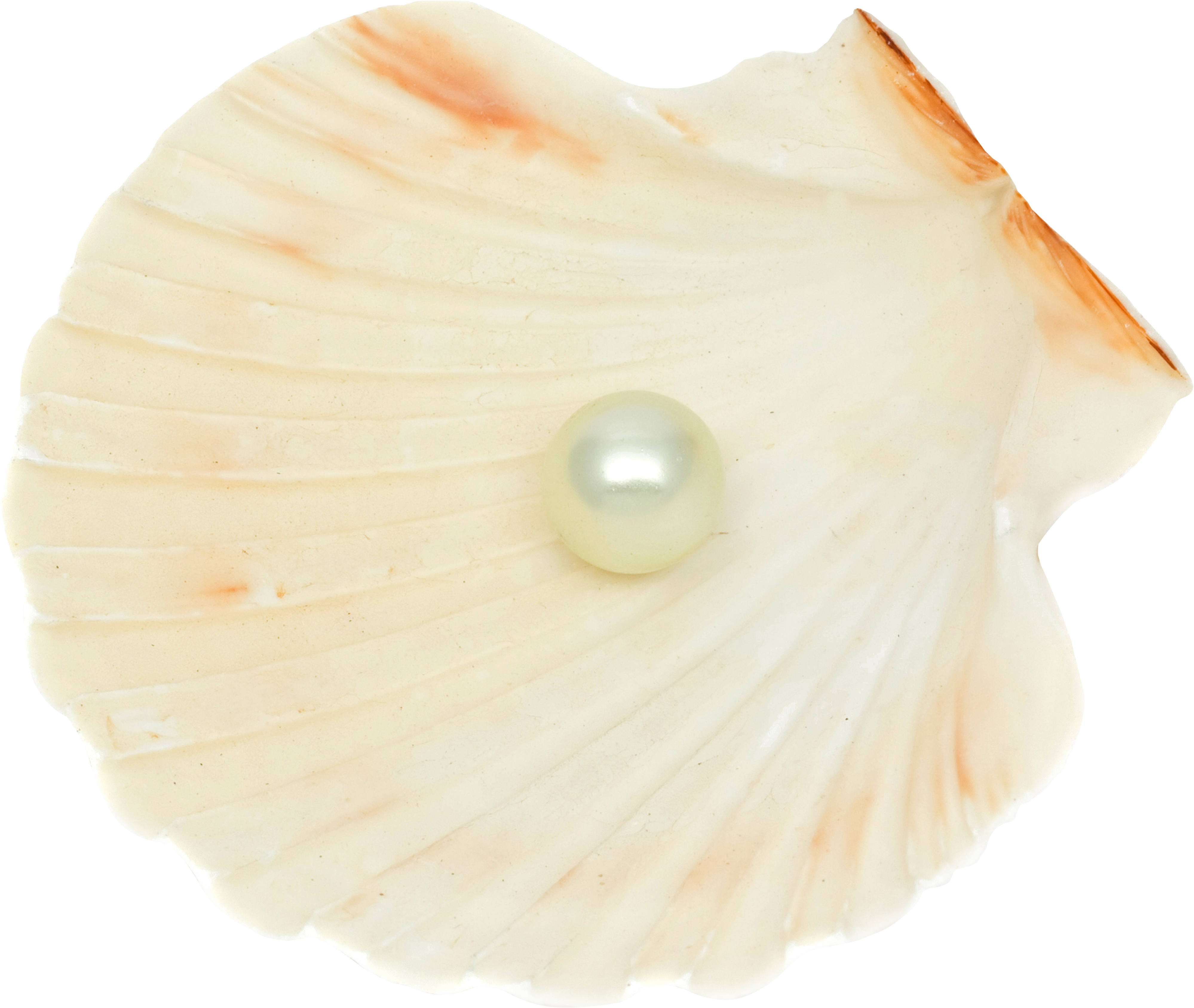 Seashell Png - Portable Network Graphics (3997x3376), Png Download