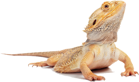 Bearded Dragon Png Hd - Bearded Dragon Body (480x350), Png Download
