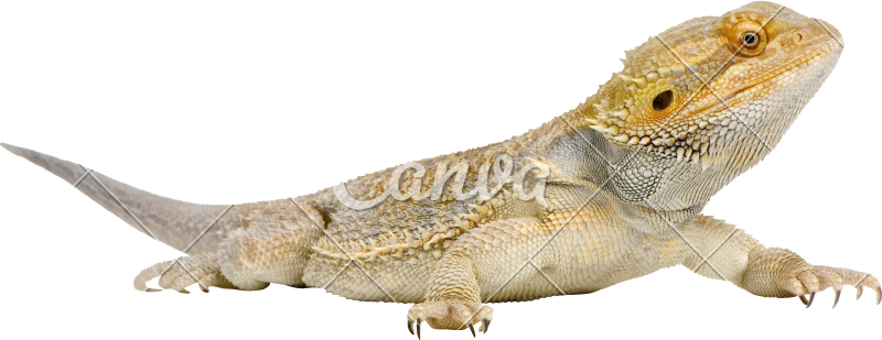 Bearded Dragon Png Vector Free Stock - Bearded Dragon Png (800x309), Png Download