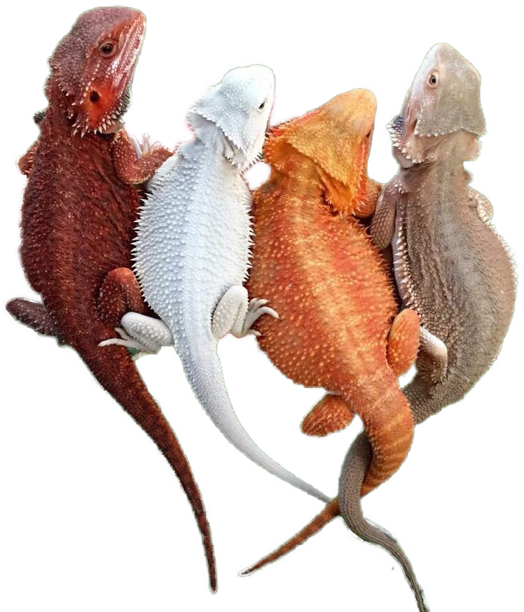 Animalcolorful Bearded Dragons - Colorful Bearded Dragon (848x960), Png Download
