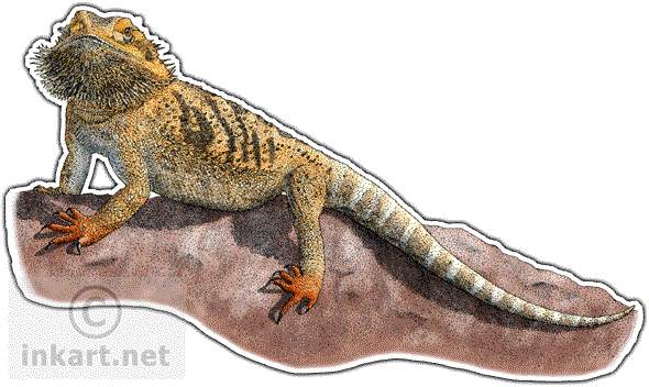 Bearded Dragon Decal - Bearded Dragon Mug (590x352), Png Download