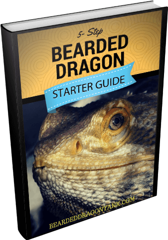 5-step Bearded Dragon Starter Guide - Bearded Dragons (503x557), Png Download