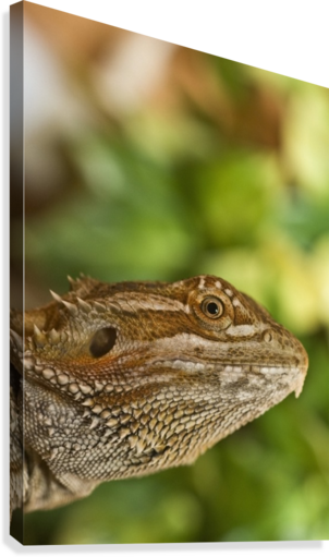 Bearded Dragon Lizard Canvas Print - Bearded Dragons (302x511), Png Download