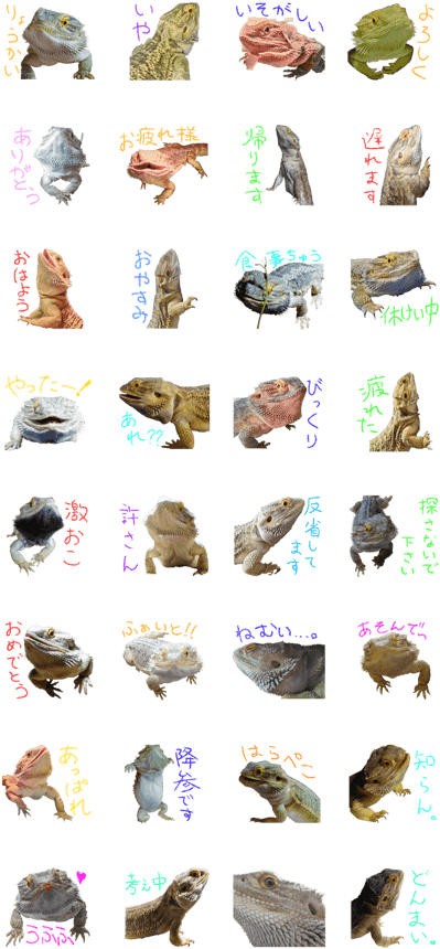 Bearded Dragon,buchou - Fish (420x897), Png Download