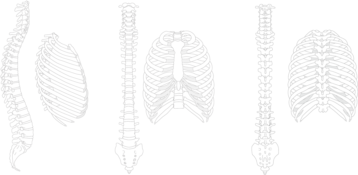 Spine Drawing Rib Cage - Spine And Ribs Drawing (1280x627), Png Download