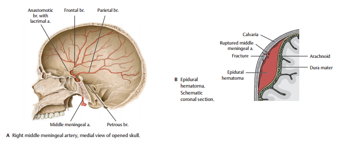 Cb402a - Sphenopalatine Artery (700x292), Png Download