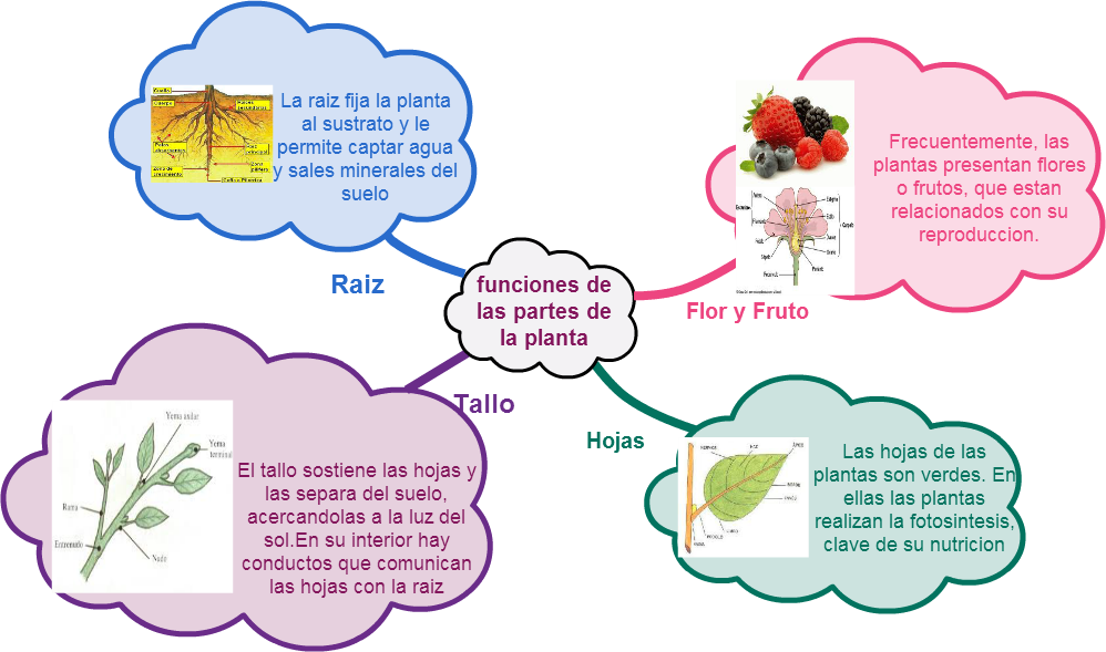 Mindmap Hojas Tallo Funciones De Las Partes De La Planta - Carteles Del Cuidado Del Medio (998x589), Png Download