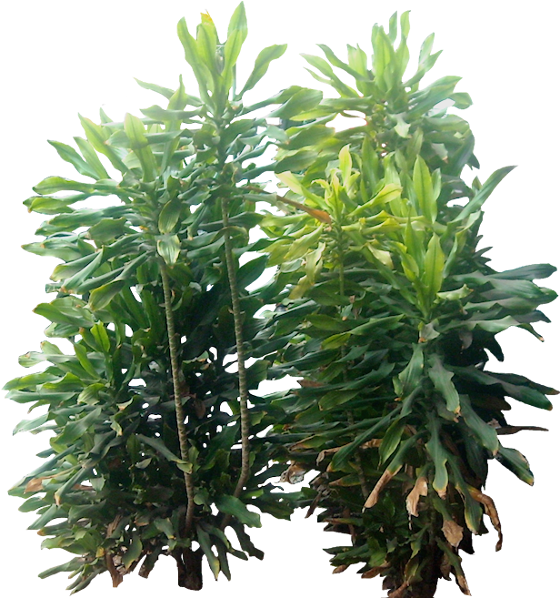 Tropical Plant Pictures - Tropical Plants Png Cut Out (636x678), Png Download