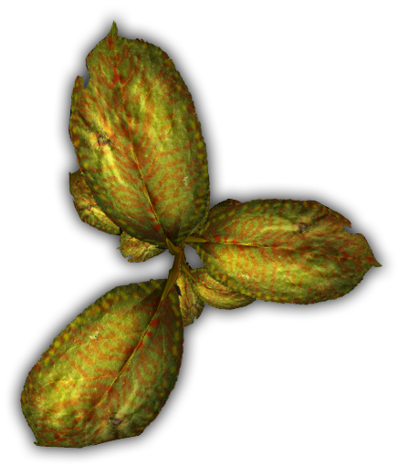 Small Tropical Plant - Fruit (436x510), Png Download
