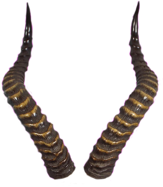 Horns By Tigers - Horns Png (576x668), Png Download