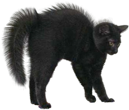 Free Icons Png - Black Cat Halloween Png (520x390), Png Download