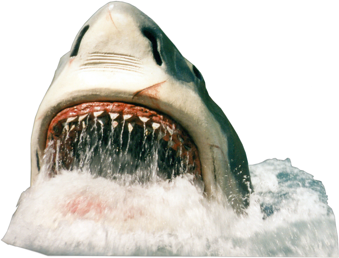 Shark Sharkattack Tubaraofreetoedit - Shark Png (1307x1024), Png Download