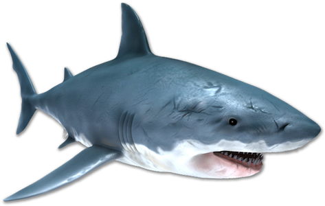 Image Is Not Available - Great White Shark (700x440), Png Download