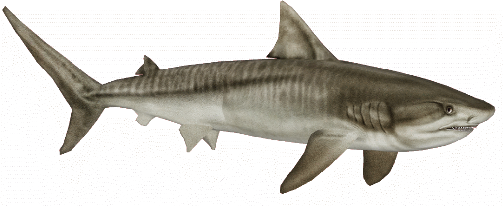Tigershark Zpskbnatxgq - Zoo Tycoon 2 Tiger Shark (1024x424), Png Download