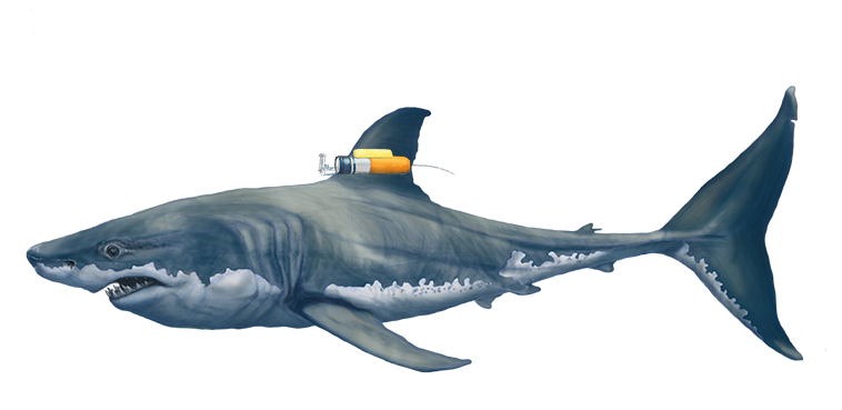 03 - Bull Shark (1095x491), Png Download