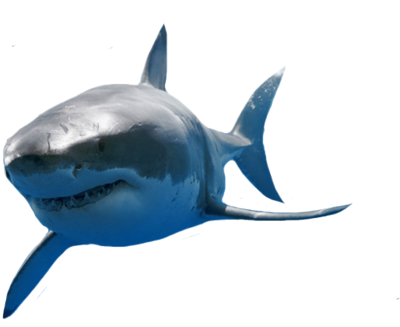Free Icons Png - Great White Shark Png (400x327), Png Download