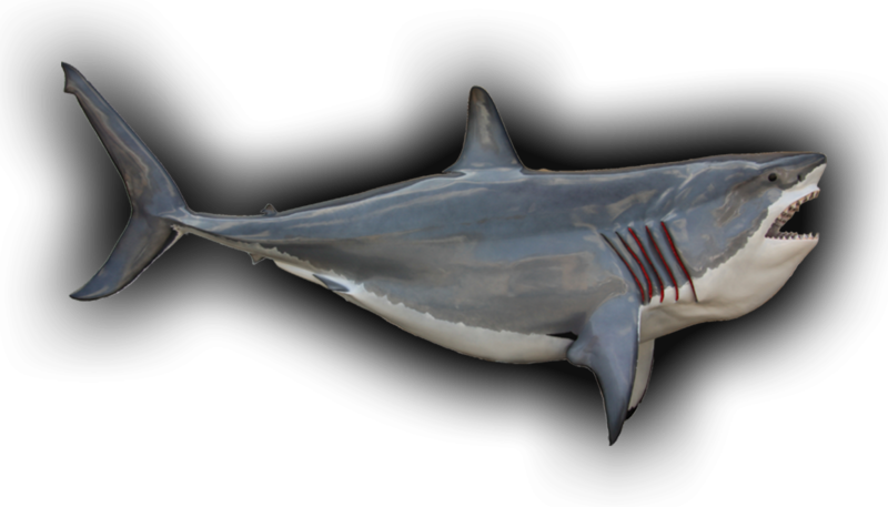Great White Shark Fish Mount - Photography (800x457), Png Download