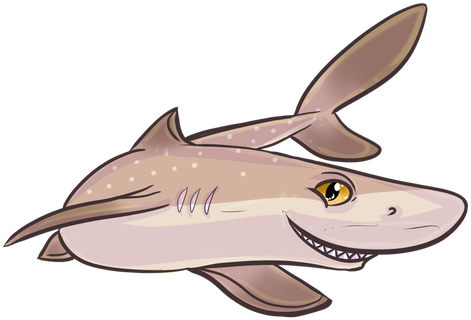 A Bundle With All Of Our Shark Merchandise All 4 Vinyl - Tiger Shark (498x498), Png Download