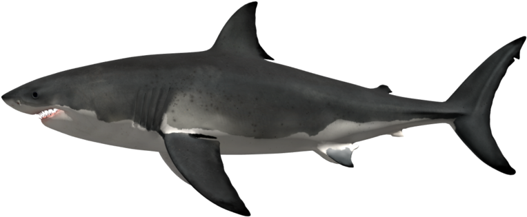 Shark - Maior Tubarão Branco Já Registrado (1000x333), Png Download