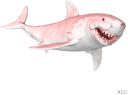 Australia's Massive White - Great White Shark (540x540), Png Download