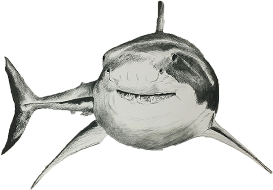 Adding Value To Create The Illusion Of Form, Space - Great White Shark (584x440), Png Download