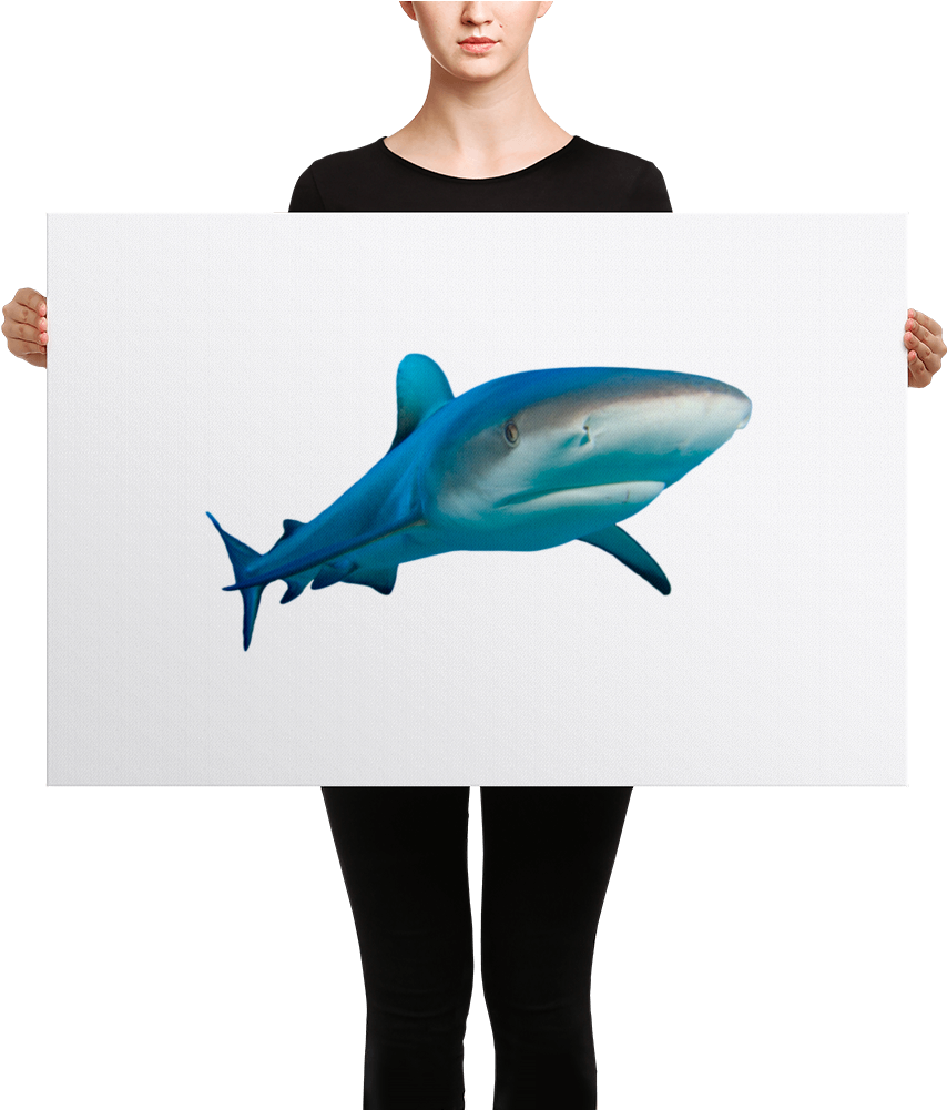 Great White Shark Canvas - Black Mask Red Pied French Bulldog Canvas (1000x1000), Png Download