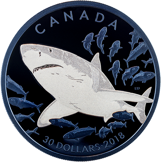 Pure Silver Coin With Selective Blue Rhodium Plating - Great White Shark (570x570), Png Download