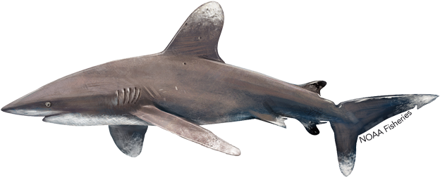 Oceanic Whitetip Shark (640x427), Png Download