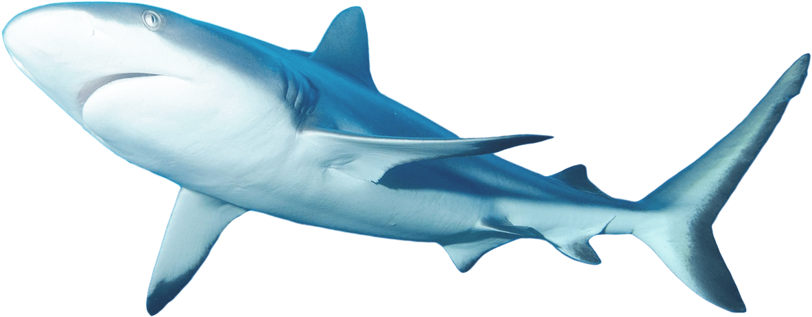 Lemon Shark - Great White Shark (1200x766), Png Download