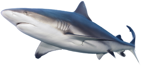 Shark - Great White Shark Cut Out (700x284), Png Download