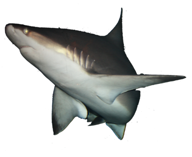 Img 0736 Shark - Great White Shark (400x327), Png Download