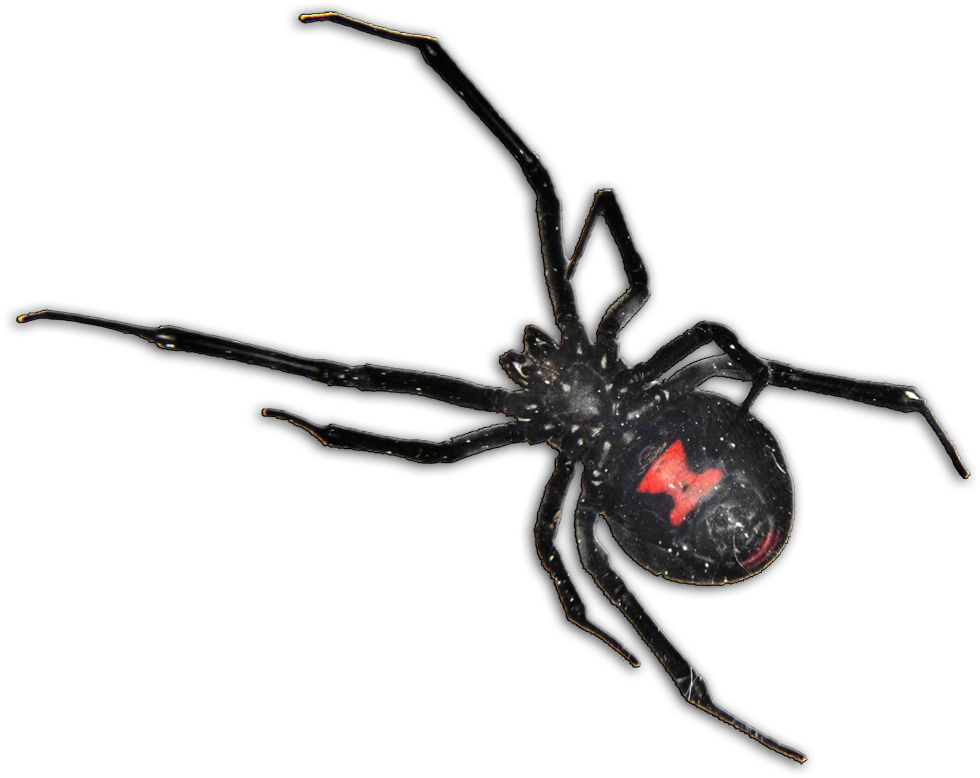 Black Widow Spider Pcs - Black Widow Spider South Africa (1028x879), Png Download