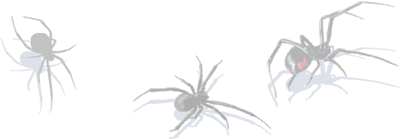 Black Widow Side Image - Tarantula (632x242), Png Download