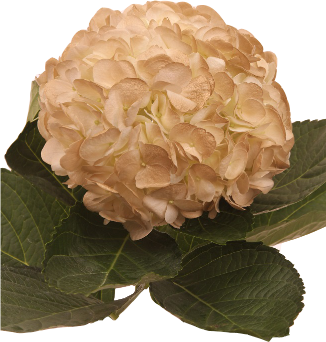 Tinted Gold Light - Hydrangea (650x750), Png Download