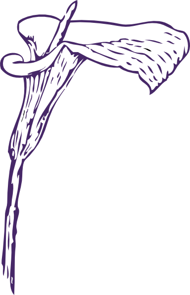 How To Set Use Purple Calla Lily Clipart (384x594), Png Download