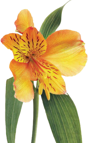 Svg Transparent Stock Drawing Lilly Alstroemeria Flower - Canna Lily Orange Png (456x456), Png Download