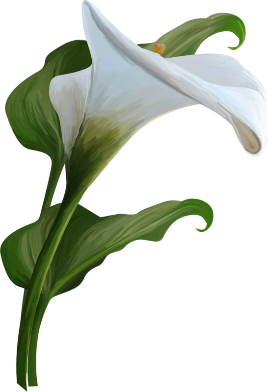 Calla Lily Transparent Png Full Size Png Download Seekpng