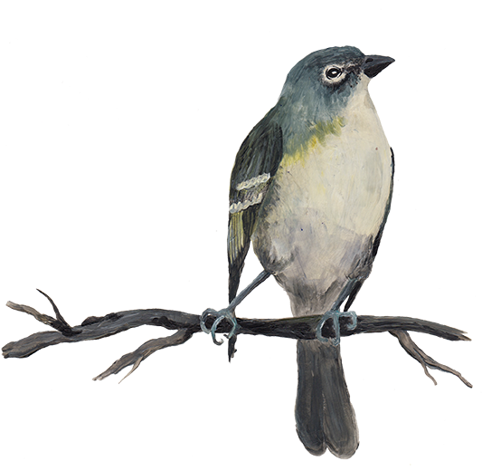Notre Version D'un Grand Classique Italien, Agrémentée - Old World Flycatcher (558x521), Png Download