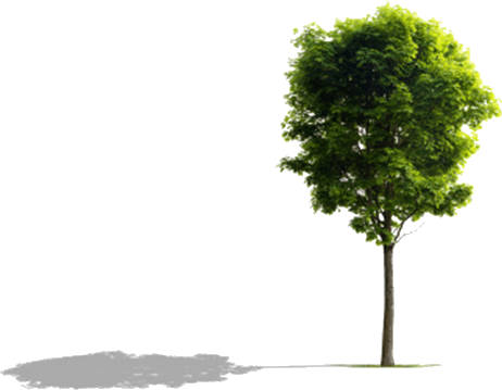 Image Of The Shadow Of The Tree Choice A - 2 Samuel 7 10 (462x359), Png Download