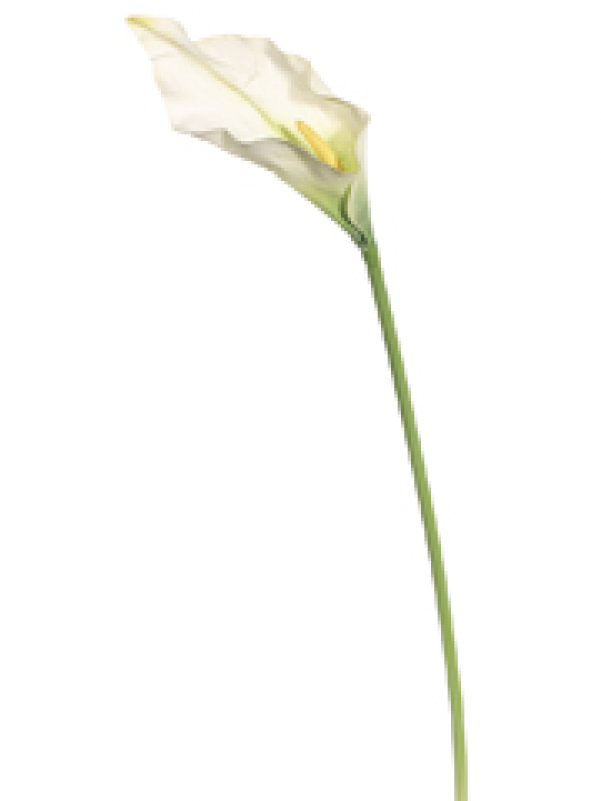34" Jumbo Calla Lily White - Silk Plants Direct Jumbo Calla Lily Spray - White - (800x800), Png Download