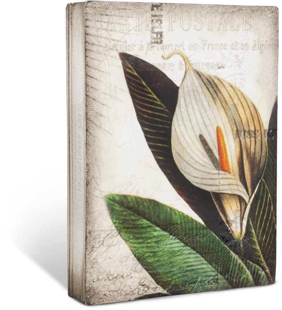 Calla Lily T452 - Arum-lily (1100x1100), Png Download