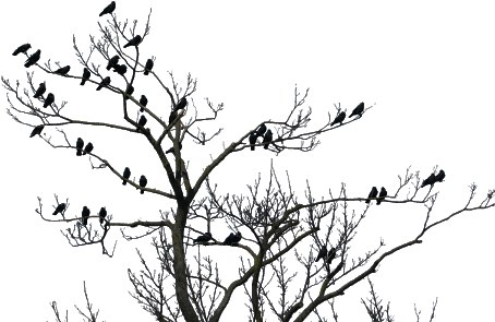 Report Abuse - Tree Birds Transparent (460x320), Png Download