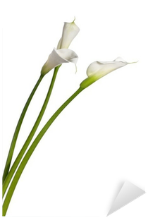 Lily (400x400), Png Download