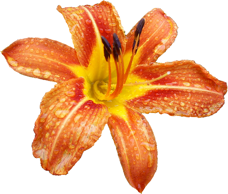 Calla Lily Transparent Png Clip Art Image - Orange Lily (1024x768), Png Download