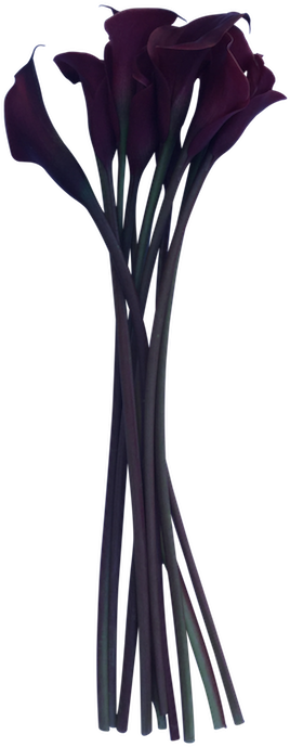 Dark Maroon Calla Lily Farm Gate - Arum-lily (600x800), Png Download