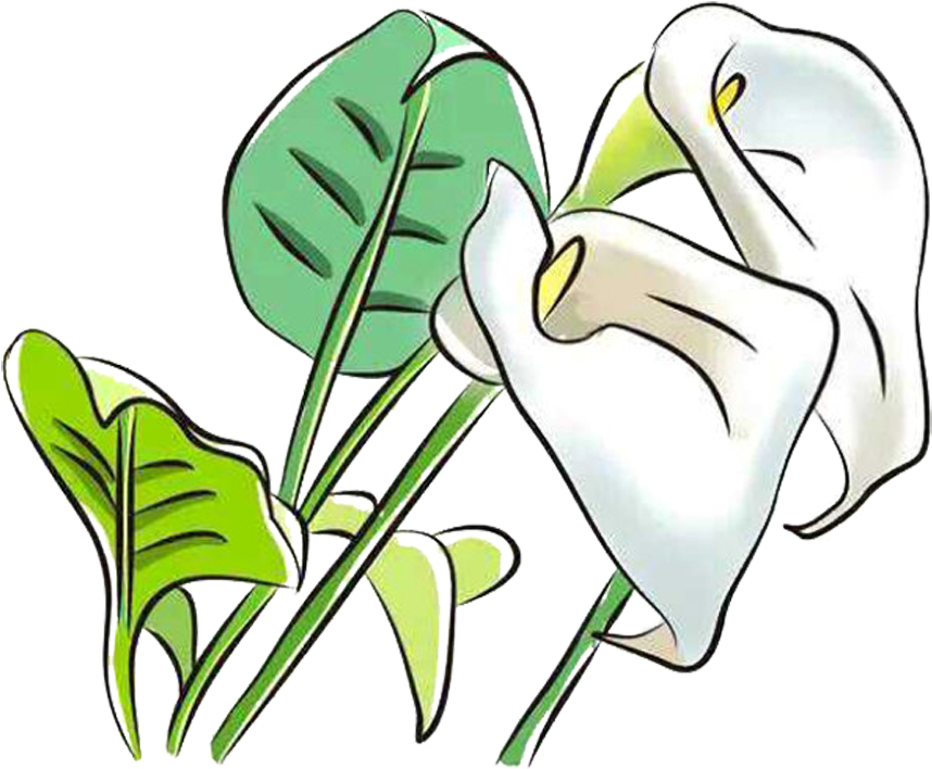 Clipart Calla Lily Flower - Arum-lily (999x798), Png Download