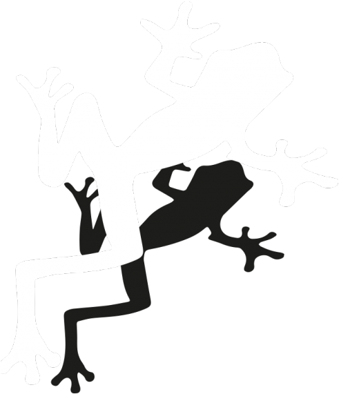 White Frog Shadow - Bufo (500x570), Png Download