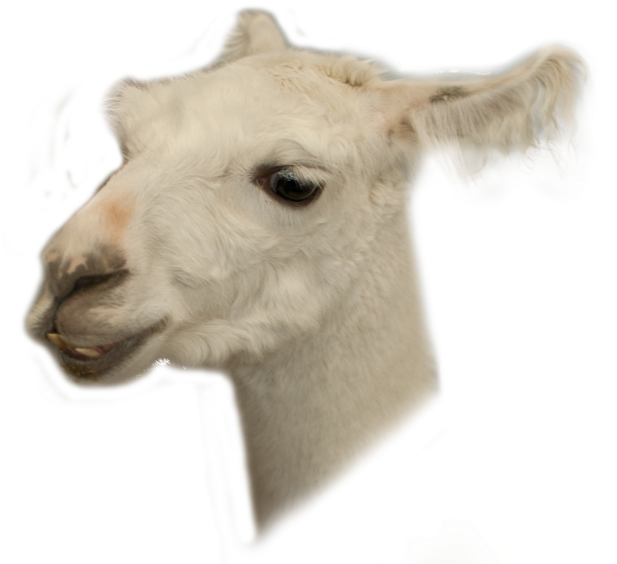 Llama Png - Animal Llama Fondo Transparente (900x793), Png Download