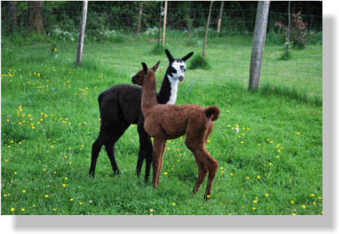 Llamas For Sale In France - France (492x344), Png Download